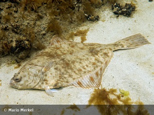 Foto Flunder (Mario Merkel)