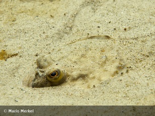 Foto2: Flunder (Mario Merkel)